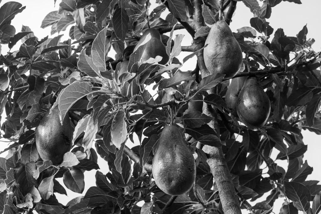 4 abacates pendurados em um abacateiro